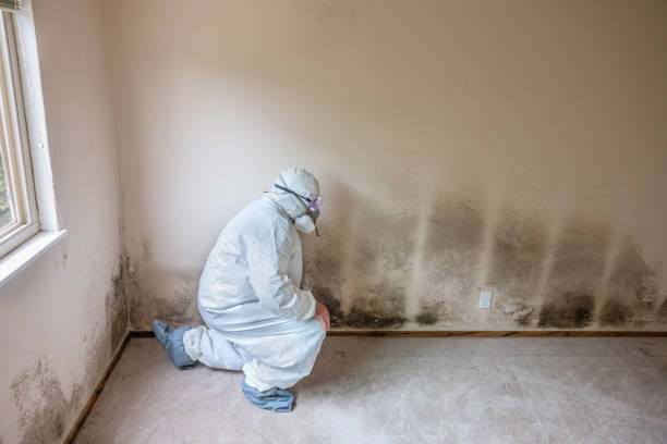 Professional Mold Remediation in Abilene, KS