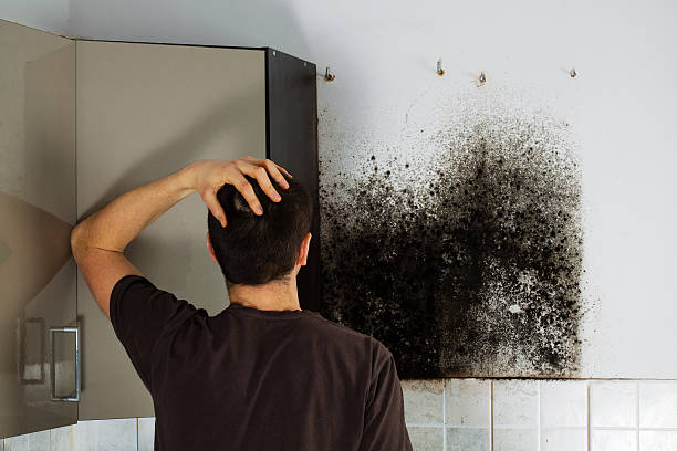 Best Residential Mold Remediation in Abilene, KS