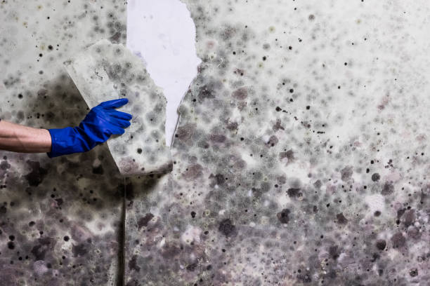 Best Emergency Mold Remediation in Abilene, KS