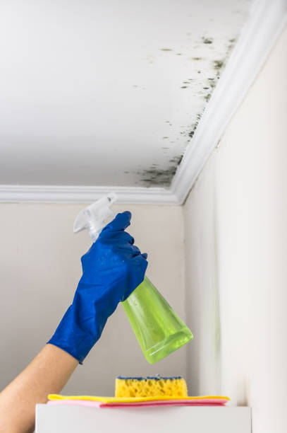Best Attic Mold Remediation in Abilene, KS